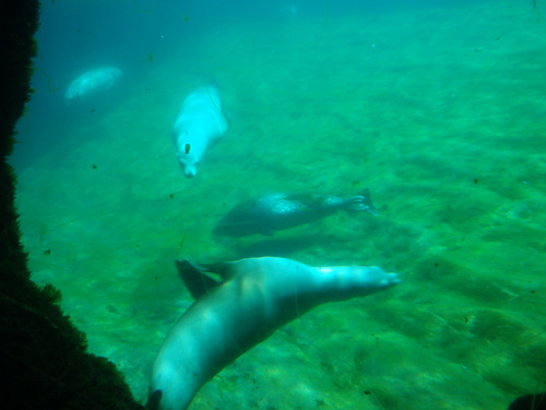 L'Oceanogràfic Center.